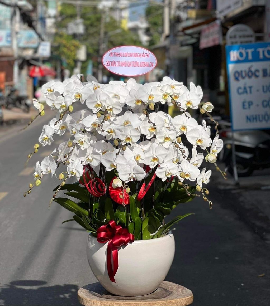 Gia chủ phát tài 01